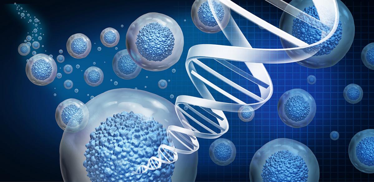 How Are Stem Cells Used in Regenerative Medicine?